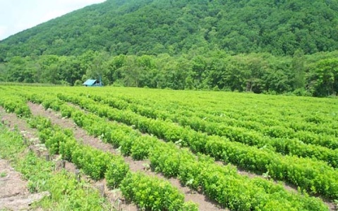 成都潤(rùn)馨堂藥業(yè)-內(nèi)蒙黃芪種植基地